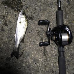 虫餌で五目釣り…ならず