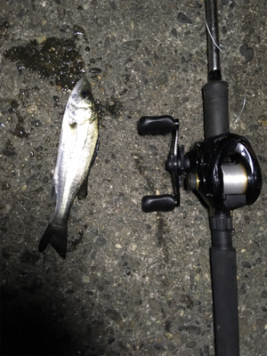 虫餌で五目釣り…ならず