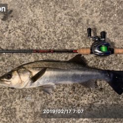 娘チョコレートと頑シーバス♫