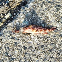 2019年2月17日釣行in福の浦漁港