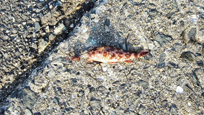 2019年2月17日釣行in福の浦漁港