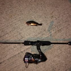 尺メバルは何処?