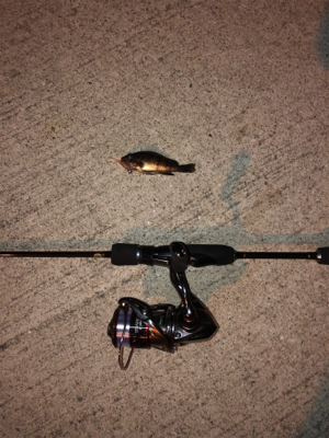 尺メバルは何処？