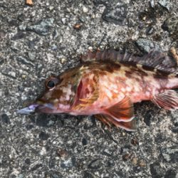 アジを求めて御所浦釣行①