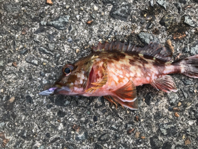 アジを求めて御所浦釣行①