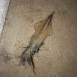 今日もヤリイカエギング！