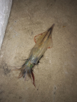 今日もヤリイカエギング！