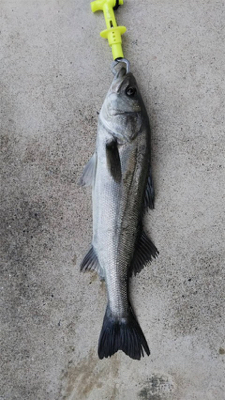 今日は渋く、、最後の一投てゲット