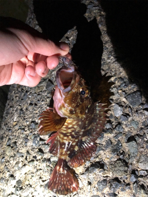 プラッキング不発！