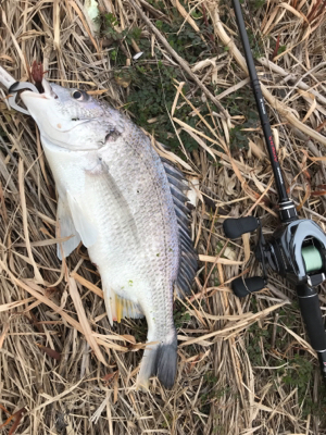 チニング楽しい！