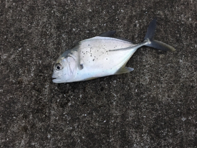 ギンガメアジ20cm