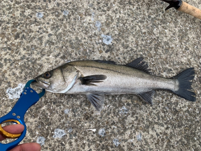 アタリ数あれど。。。