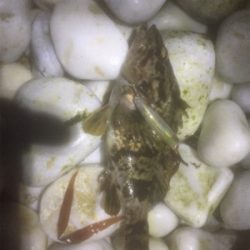 メバル探したけど