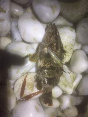 メバル探したけど