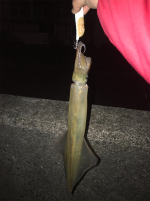 ライトゲーム&初ヤリイカエギング