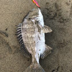 いい引きでした