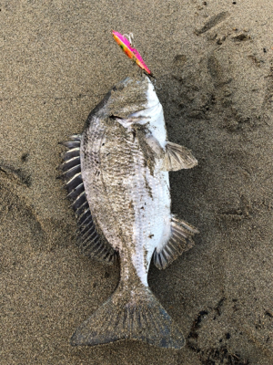 いい引きでした