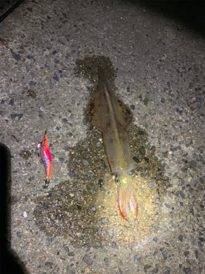 ヤリイカ釣果！