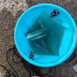 サビキでイワシ