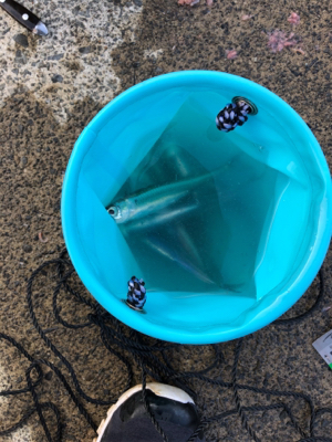 サビキでイワシ