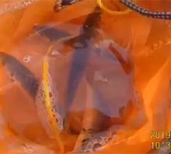 とっとぱーく小島。サバ!アジ!