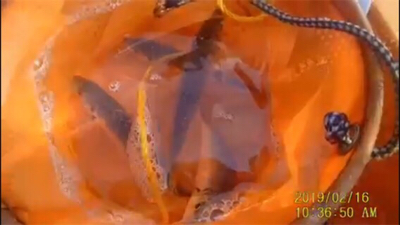 とっとぱーく小島。サバ！アジ！