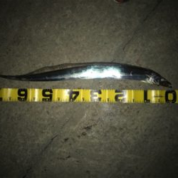 諦めてた時、突然のあたりでした。