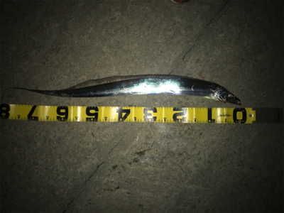 諦めてた時、突然のあたりでした。