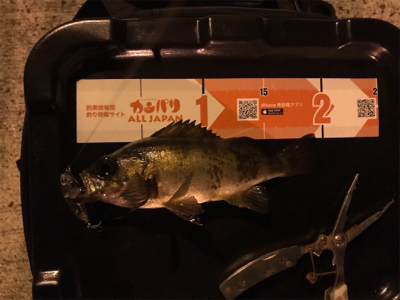 アジを求めて御所浦釣行②