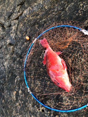 弁天ハードロック！