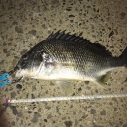 アジを求めて御所浦釣行③