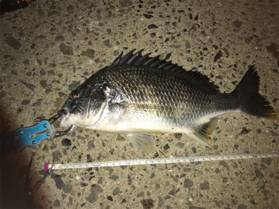 アジを求めて御所浦釣行③