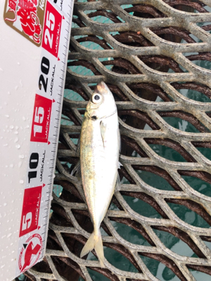 小島にて、雨の日大潮。