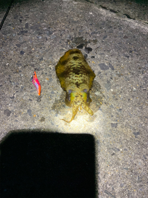 アオリイカ釣果！