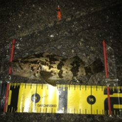 久しぶりの魚(^^)