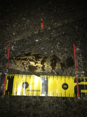 久しぶりの魚(^^)