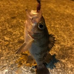 アジング求めて御所浦釣行