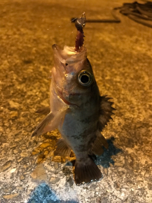 アジング求めて御所浦釣行