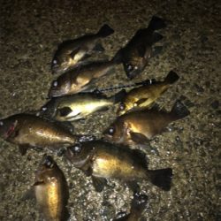 雨後の高活性！