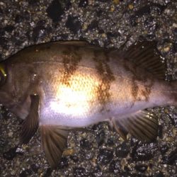 ライトゲーム修行