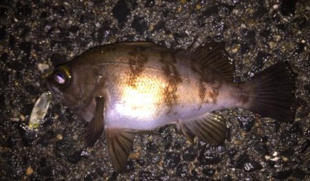 ライトゲーム修行