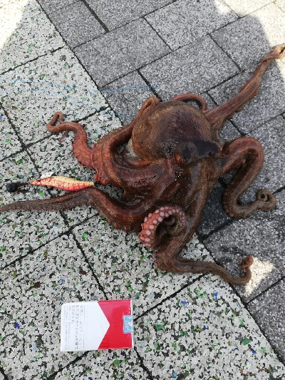 今年初オクトパッシング。