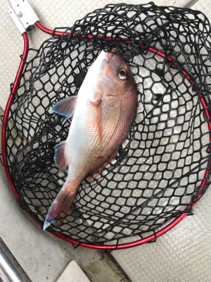 小豆島  鯛サビキ