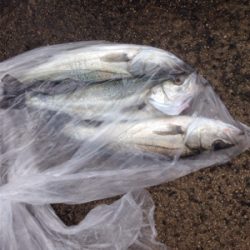 シーバスのナブラ発生で‼︎