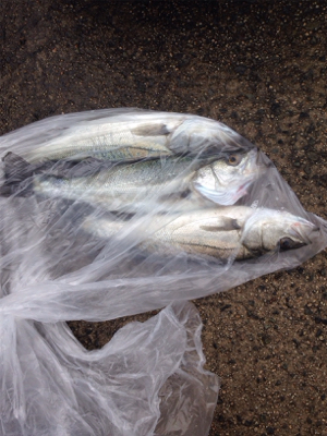 シーバスのナブラ発生で‼︎