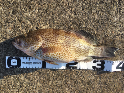 柏島のダイソージグ釣果