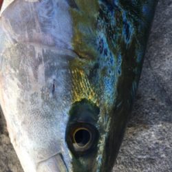 またしてもブリには