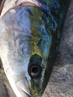 またしてもブリには