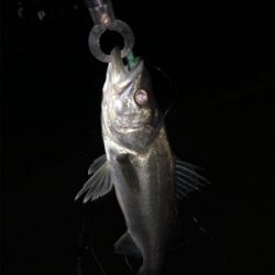 バチ抜け本格化？