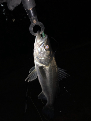 バチ抜け本格化？